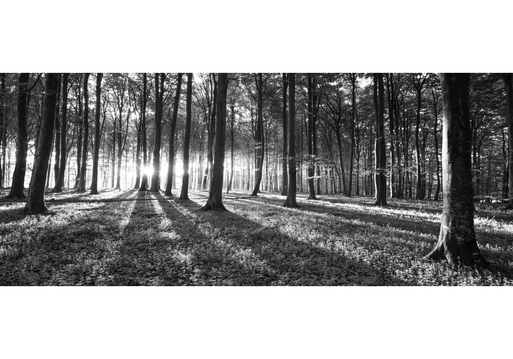 Schrikken ervaring Teleurstelling Fotobehang Bos, Natuur | Zwart, Grijs | 250x104cm | Fotobehangart.nl