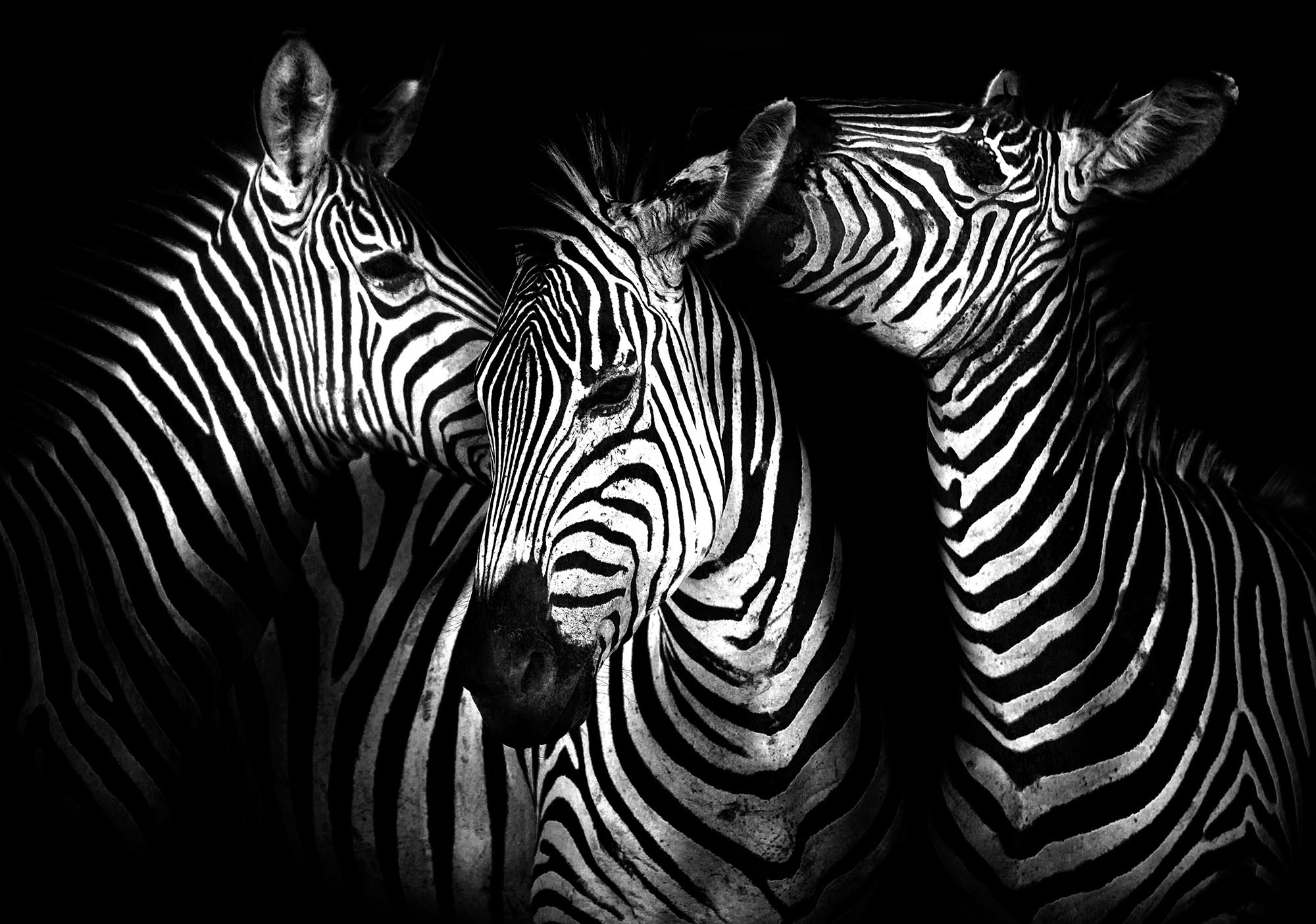 Salie Desillusie Monteur Fotobehang Vlies | Zebra | Zwart, Wit | 368x254cm (bxh) | Fotobehangart.nl