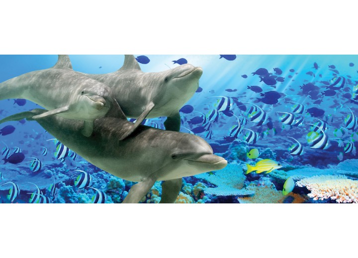 Fotobehang Dolfijn | Grijs, Blauw | 250x104cm