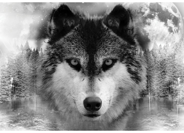 Fotobehang Vlies | Wolf | Grijs, Zwart | 368x254cm (bxh)