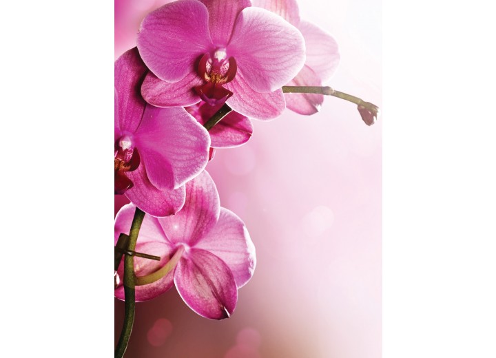 Fotobehang Papier Orchidee, Bloem | Roze | 184x254cm