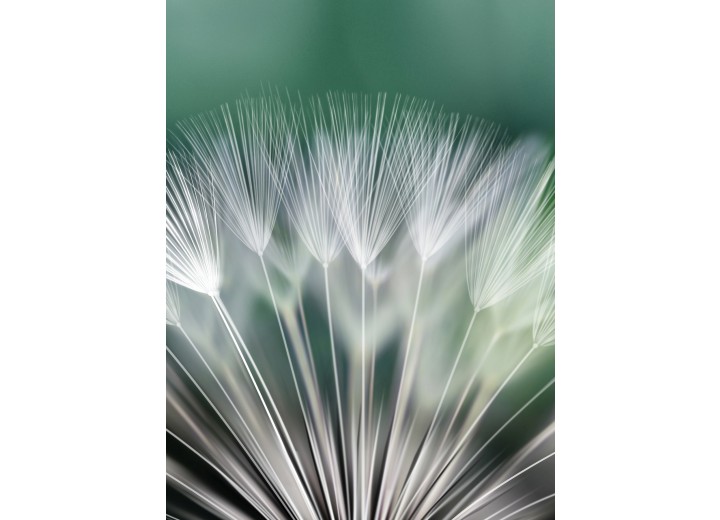 Fotobehang Papier Paardenbloem | Groen | 184x254cm