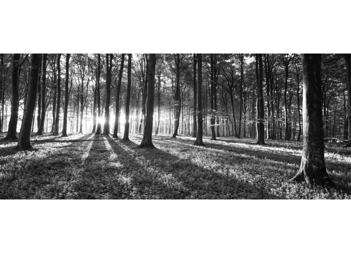 Fotobehang Bos, Natuur | Zwart, Grijs | 250x104cm
