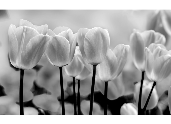 Fotobehang Vlies | Bloemen, Tulpen | Grijs | 254x184cm