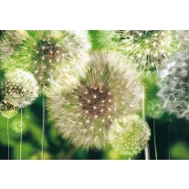 Fotobehang Papier Paardenbloemen | Groen | 254x184cm