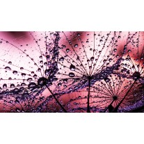 Fotobehang Bloemen | Paars, Roze | 104x70,5cm