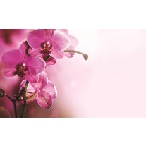 Fotobehang Papier Orchidee, Bloem | Roze | 368x254cm