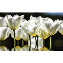 Fotobehang Papier Bloemen, Tulpen | Wit | 254x184cm