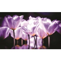 Fotobehang Papier Bloemen, Tulpen | Blauw | 254x184cm