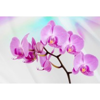 Fotobehang Bloemen, Orchidee | Roze, Paars | 104x70,5cm