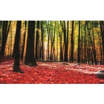 Fotobehang Bos | Rood, Bruin | 152,5x104cm