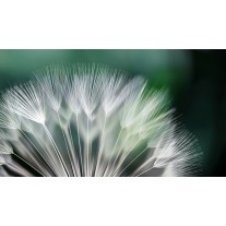 Fotobehang Papier Bloemen | Groen, Wit | 254x184cm