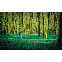 Fotobehang Bos | Groen | 152,5x104cm
