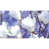 Fotobehang Papier Bloemen, Magnolia | Wit | 254x184cm