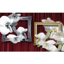 Fotobehang Bloemen, Orchidee | Wit | 152,5x104cm