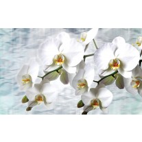 Fotobehang Orchidee, Bloemen | Wit | 104x70,5cm