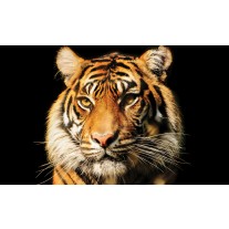 Fotobehang Wilde Dieren | Bruin | 152,5x104cm