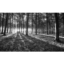 Fotobehang Papier Bos, Natuur | Zwart, Grijs | 254x184cm