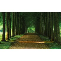 Fotobehang Bos, Natuur | Groen | 152,5x104cm