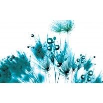Fotobehang Bloemen | Wit, Turquoise | 152,5x104cm