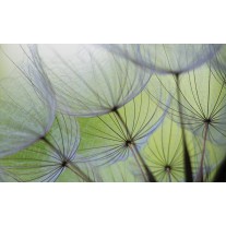 Fotobehang Papier Bloemen | Groen, Grijs | 368x254cm