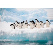 Fotobehang Papier Pinguïn, Dieren | Wit | 254x184cm