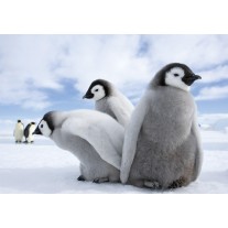 Fotobehang Papier Pinguïn, Dieren | Grijs | 368x254cm