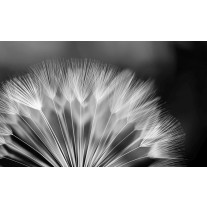 Fotobehang Papier Bloemen | Zwart, Wit | 254x184cm