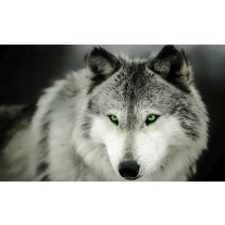 Fotobehang Papier Wolf | Grijs | 254x184cm