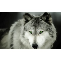 Fotobehang Wolf | Grijs | 152,5x104cm