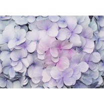 Fotobehang Papier Bloemen | Paars, Roze | 254x184cm
