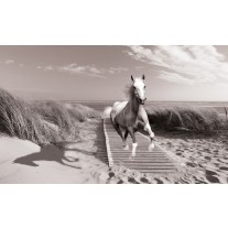 Fotobehang Papier Paard, Strand | Grijs | 254x184cm
