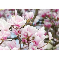 Fotobehang Papier Magnolia, Bloemen | Roze | 368x254cm
