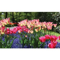 Fotobehang Papier Tulpen, Bloemen | Groen | 254x184cm