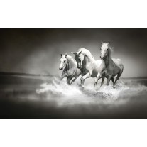 Fotobehang Papier Paarden | Zwart, Wit | 254x184cm