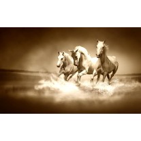 Fotobehang Papier Paarden | Sepia | 368x254cm