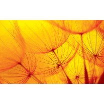 Fotobehang Papier Abstract | Geel, Oranje | 254x184cm