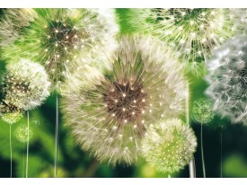 Fotobehang Paardenbloemen | Groen | 104x70,5cm