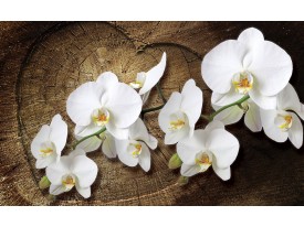 Fotobehang Papier Orchideeën, Bloem | Wit | 368x254cm