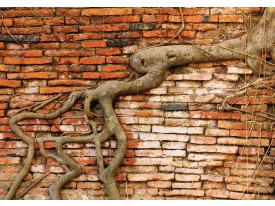 Fotobehang Vlies | Muur | Bruin, Oranje | 368x254cm (bxh)