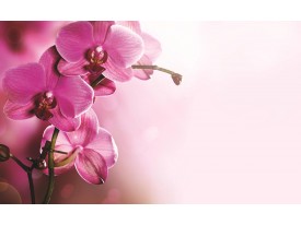 Fotobehang Vlies | Orchidee, Bloem | Roze | 368x254cm (bxh)
