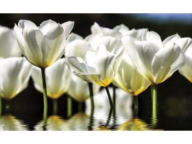 Fotobehang Bloemen, Tulpen | Wit | 104x70,5cm