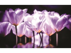 Fotobehang Vlies | Bloemen, Tulpen | Paars | 368x254cm (bxh)