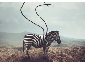 Fotobehang Vlies | Zebra, Wild | Grijs | 368x254cm (bxh)