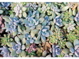 Fotobehang Vlies | Bloemen | Blauw, Groen | 368x254cm (bxh)