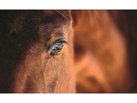 Fotobehang Paarden | Bruin | 104x70,5cm