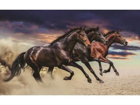 Fotobehang Vlies | Paarden | Bruin | 368x254cm (bxh)