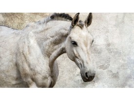 Fotobehang Papier Paarden | Wit | 254x184cm