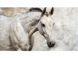 Fotobehang Paarden | Wit | 208x146cm