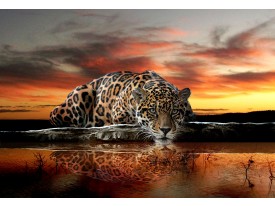 Fotobehang Wilde dieren | Bruin, Oranje | 104x70,5cm